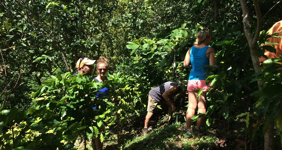 Visita a una plantación de café
